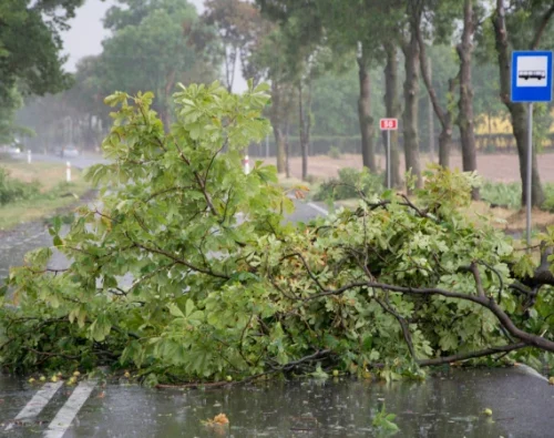 Emergency Tree Services 2