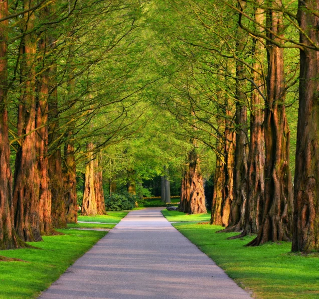 trees and driveway